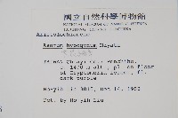 下花細辛藏品圖，第2張