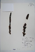 穗花蛇菰藏品圖，第1張