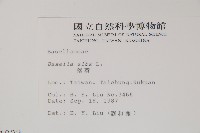 落葵藏品圖，第2張