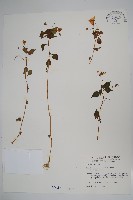 紫花鳳仙花藏品圖，第1張