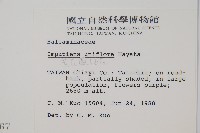 紫花鳳仙花藏品圖，第2張