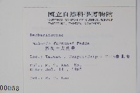 細葉十大功勞藏品圖，第2張