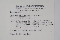 溪頭秋海棠藏品圖，第2張