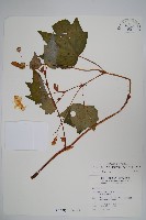 裂葉秋海棠藏品圖，第1張