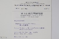 裂葉秋海棠藏品圖，第2張
