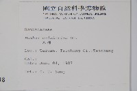 木棉、斑芝樹藏品圖，第2張