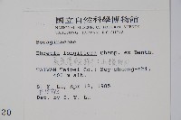 長花厚殼樹藏品圖，第2張