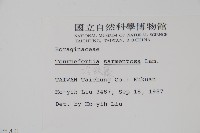 冷飯藤藏品圖，第2張