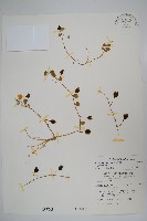 普刺特草藏品圖，第1張