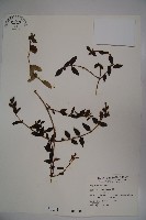 無梗忍冬藏品圖，第1張