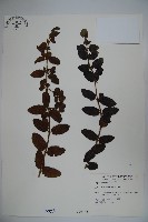 無梗忍冬藏品圖，第1張