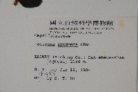 無梗忍冬藏品圖，第2張