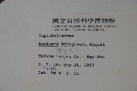 裡白忍冬、紅腺忍冬藏品圖，第2張