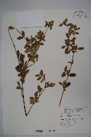 追分忍冬藏品圖，第1張