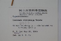 追分忍冬藏品圖，第2張