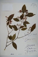 狹葉莢迷藏品圖，第1張