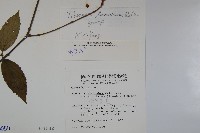 狹葉莢迷藏品圖，第2張