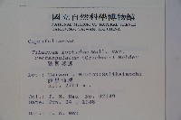 狹葉莢迷藏品圖，第2張