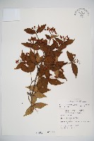 松田氏莢迷、宜昌莢迷藏品圖，第1張