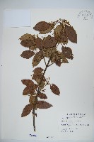 呂宋莢迷藏品圖，第1張