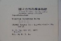 呂宋莢迷藏品圖，第2張