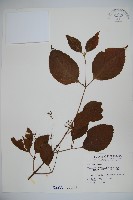 蝴蝶莢迷藏品圖，第1張