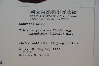 蝴蝶莢迷藏品圖，第2張