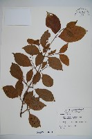 蝴蝶莢迷藏品圖，第1張