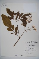 冇骨消藏品圖，第1張