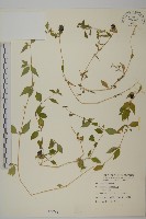 狗筋蔓藏品圖，第1張