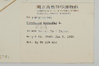 狗筋蔓藏品圖，第2張
