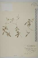 高山卷耳藏品圖，第1張