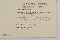 高山卷耳藏品圖，第2張