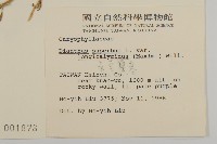 長萼瞿麥藏品圖，第2張