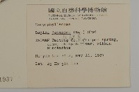 瓜槌草、漆姑草藏品圖，第2張