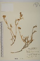 玉山蠅子草藏品圖，第1張