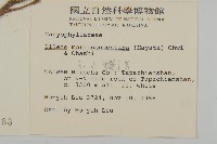 玉山蠅子草藏品圖，第2張