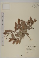 蘭嶼裸實藏品圖，第1張