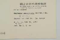 蘭嶼裸實藏品圖，第2張