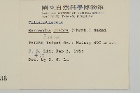 草珊瑚、紅果金粟蘭藏品圖，第2張