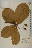 欖仁藏品圖，第1張