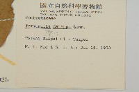 欖仁藏品圖，第2張