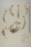 玉山抱莖籟簫藏品圖，第1張