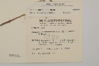 玉山抱莖籟簫藏品圖，第2張