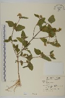 霍香薊藏品圖，第1張