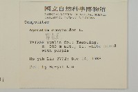 霍香薊藏品圖，第2張