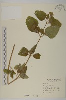 霍香薊藏品圖，第1張