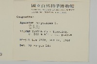 霍香薊藏品圖，第2張