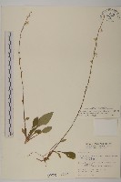 臺灣鬼督郵藏品圖，第1張