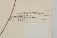 臺灣鬼督郵藏品圖，第3張